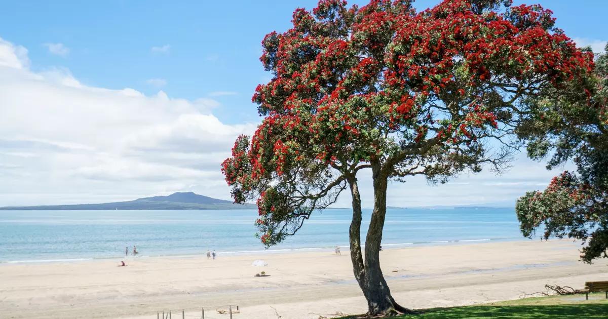 Takapuna beach with a flowering pohutukawa and Rangitoto on the horizon